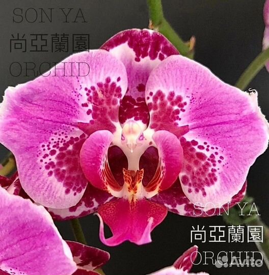 Орхидея фаленопсис бабочка son ya