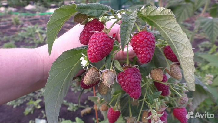 Малина Брянское Диво акция