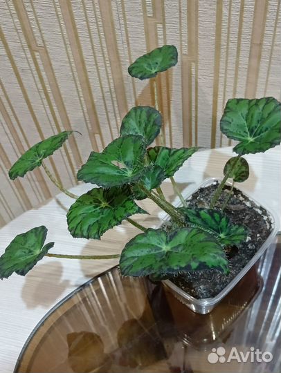 Бегония декоративнолиственная тигровая