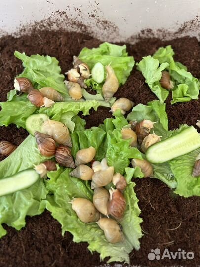 Улитки ахатины