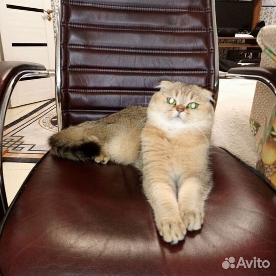 Кошачья Гостиница - передержка