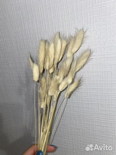 Сухоцвет лагурус