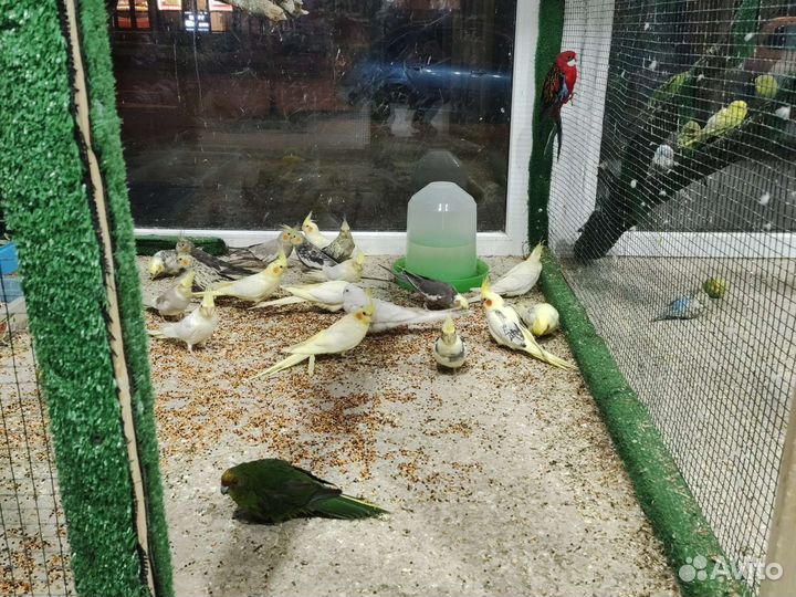 Попугай корелла птенцы