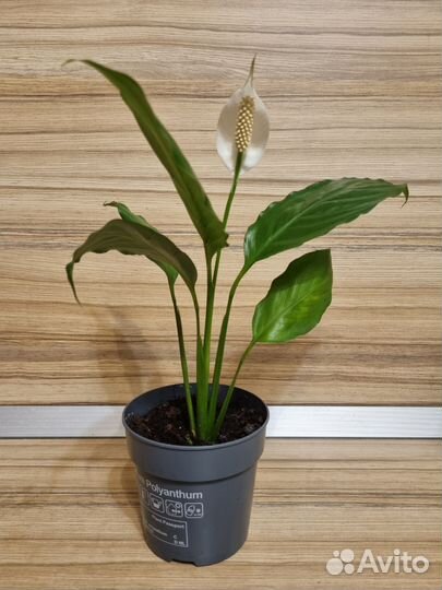 Спатифиллум