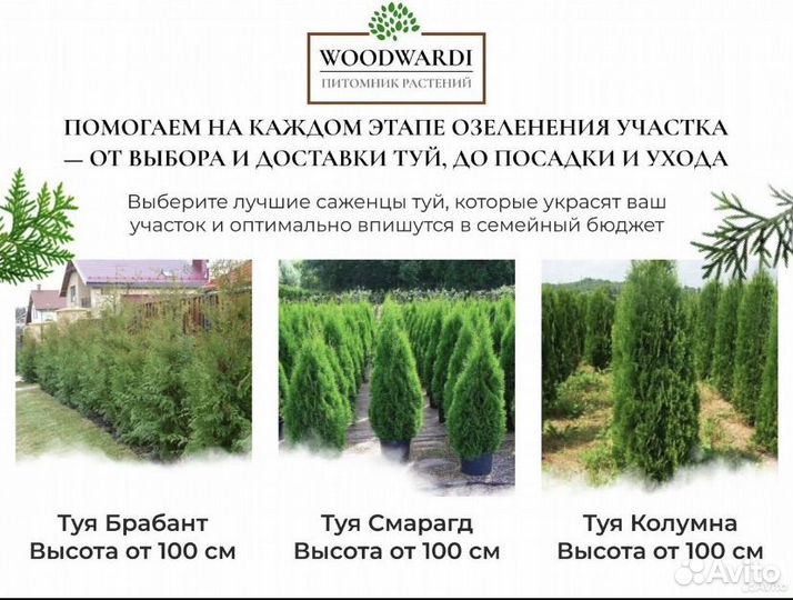 Ель голубая