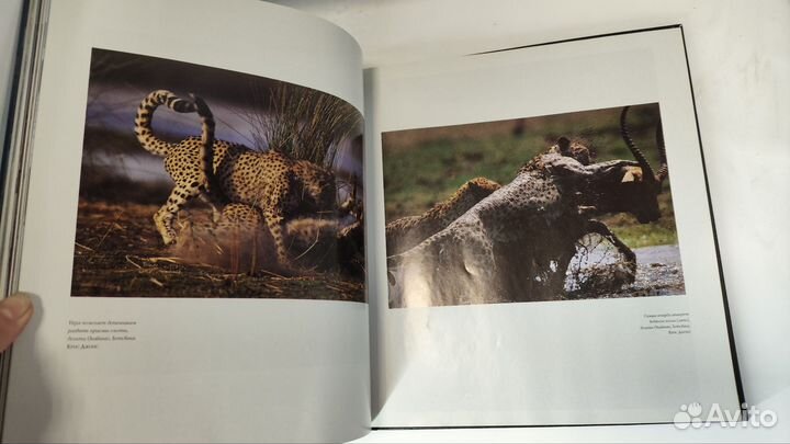 Уникальные фотографии живой природы