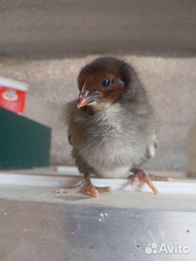 Цыплята домашние 3 недели