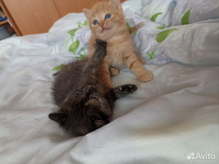 Котята в добрые руки, приучены к лотку