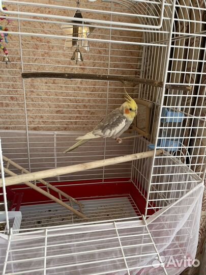 Попугай корелла говорящий