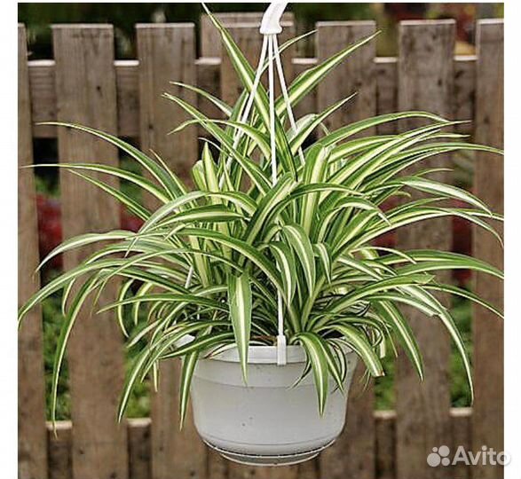 Хлорофитум