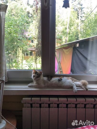 Котёнок в дар