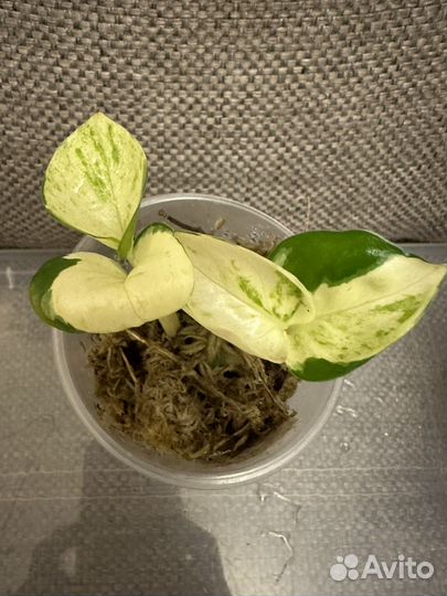 Эпипремнум Хеппи Лиф, Марбл Квин, Нджой