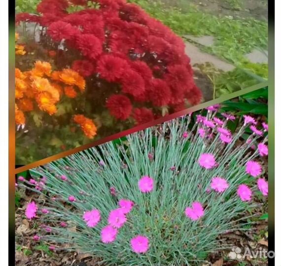 Многолетники для сада