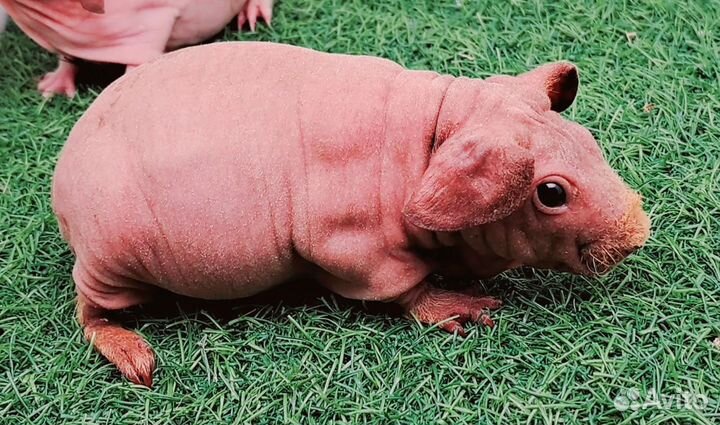 Девочки свинка скинни