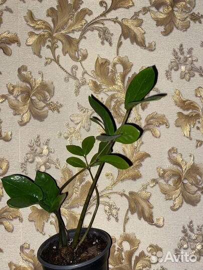 Замиокулькас