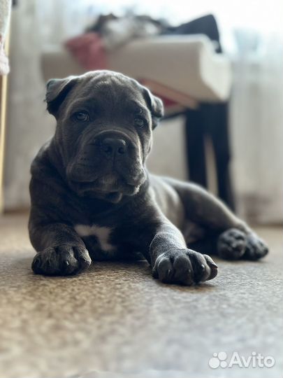 Кане Корсо щенок