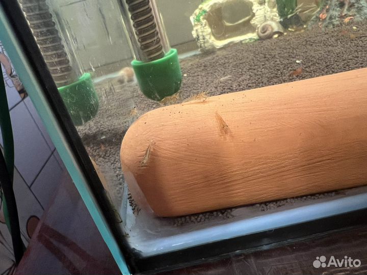 Аквариумные креветки