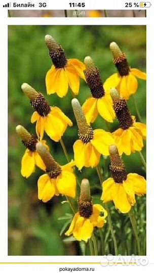 Семена Ратибида