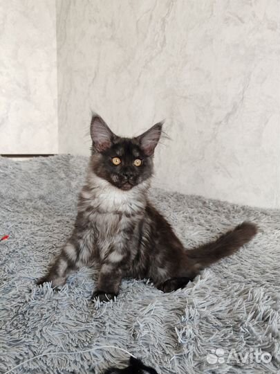 Котята Мейн-кун