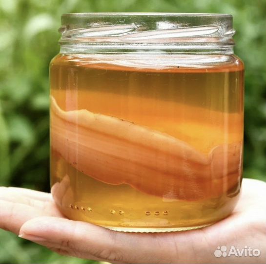 Чайный гриб комбуча