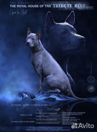 Кобель на вязку тайский риджбек