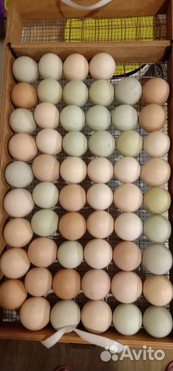 Цыплята суточные несушки