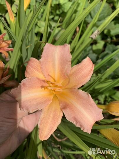 Лилейники разные