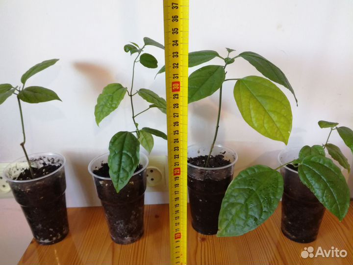 Клеродендрум Томпсона