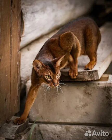 Кот вязка