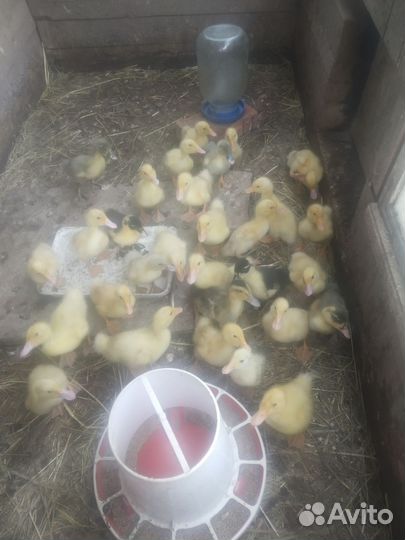 Утята бройлеры от 24.04.24