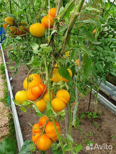 10 сортов помидор, (см.фото)