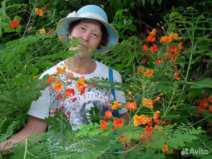 Репетитор по математике огэ