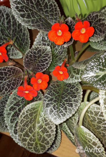 Эсхинантус, эписция, колерия красная и желтая