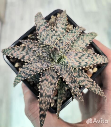 Алоэ гибрид