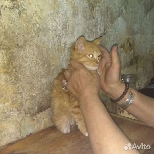 Милый рыжик