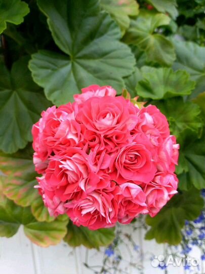 Пеларгония герань