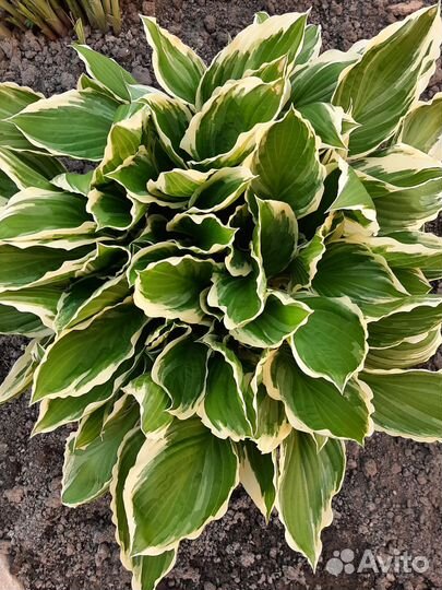 Хосты сортовые