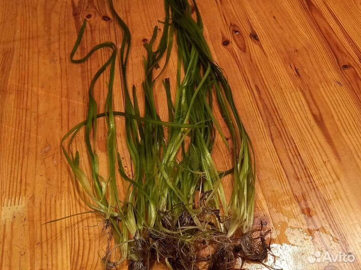 Валлиснерия