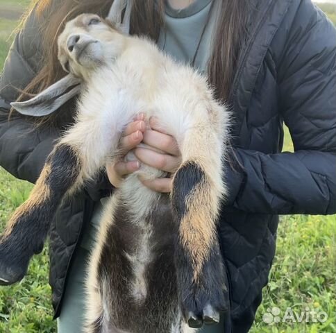 Продам козлёнка, процентный нубийский, 1 месяц