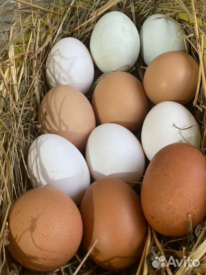Инкубационное яйцо куриное Легорн и Чёрная Москов