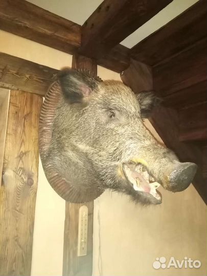 Чучела животных