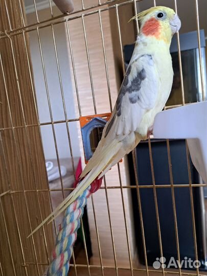 Попугай корелла с клеткой