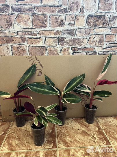 Строманта триколор Деленки