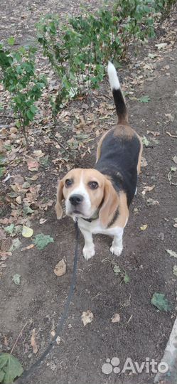 Бигль Собака в добрые руки