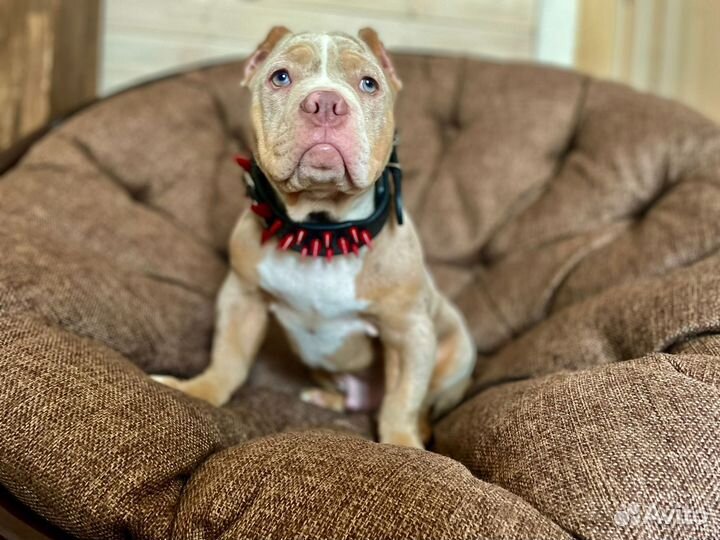 Американский булли