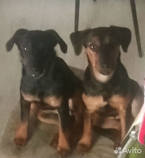 Щенки ягдтерьера
