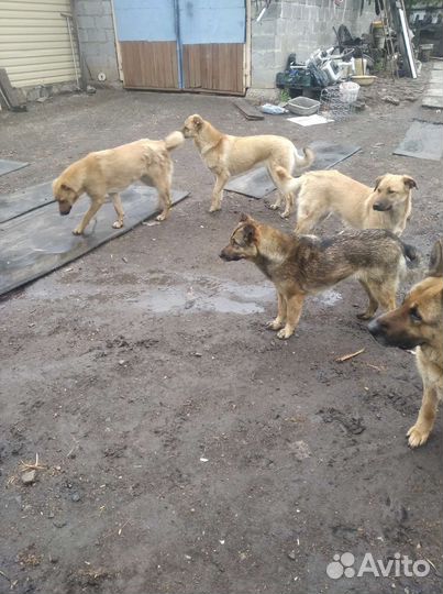 В добрые руки