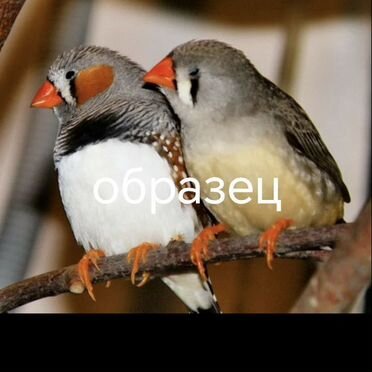 Зебровый амадин