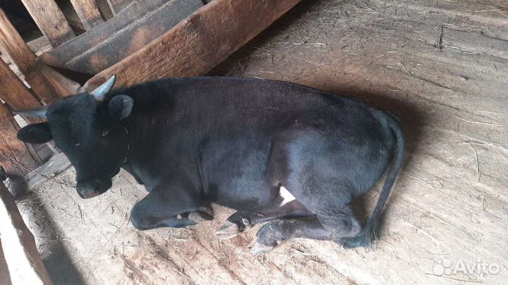 Быки и телки