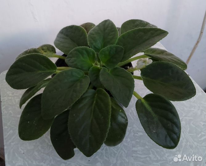 Фиалка белая